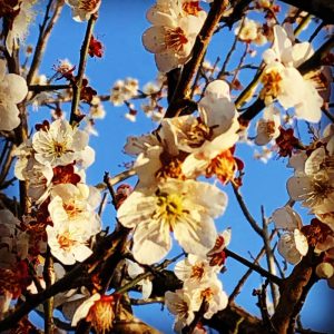 曽於市梅の花