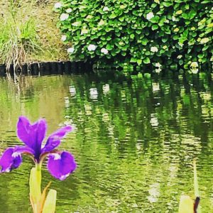 都城早水公園あやめ